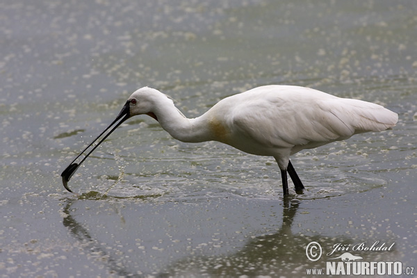 Platalea leucorodia