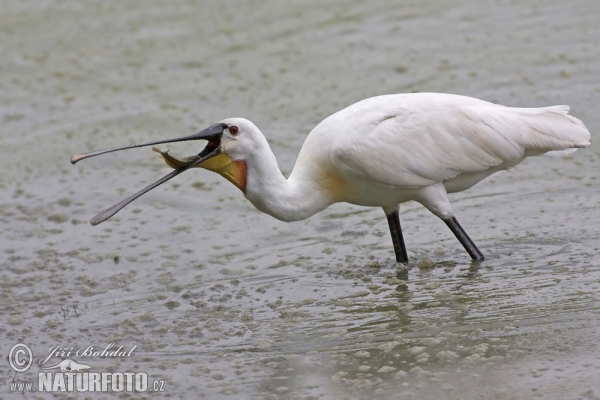 Platalea leucorodia