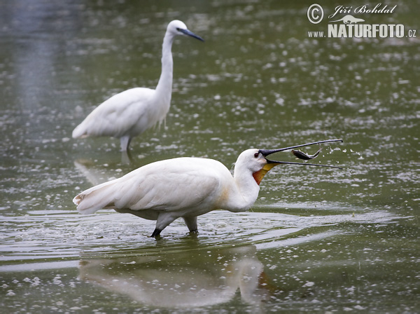 Platalea leucorodia