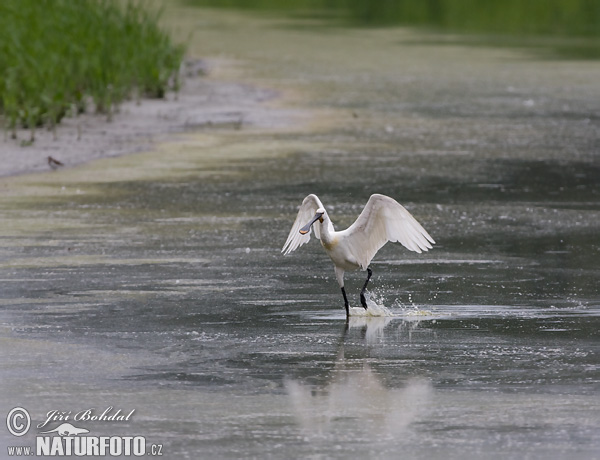 Platalea leucorodia