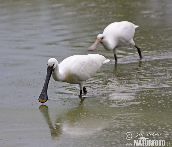 Platalea leucorodia