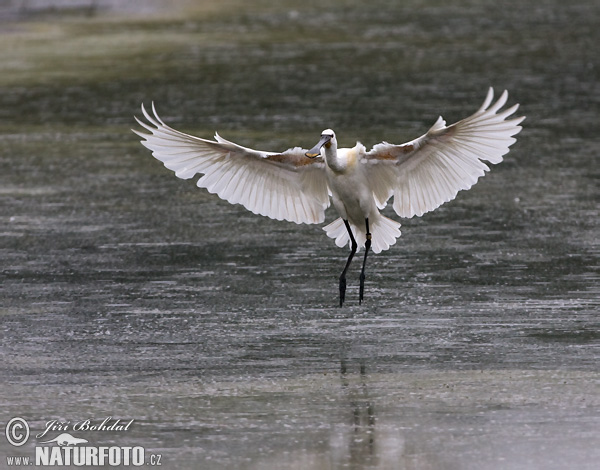 Platalea leucorodia