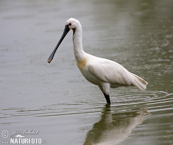 Platalea leucorodia