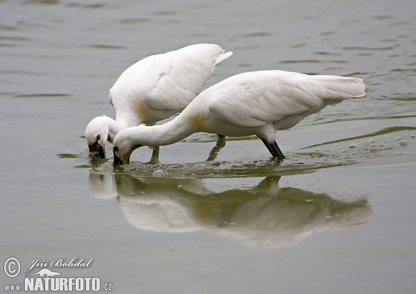 Platalea leucorodia