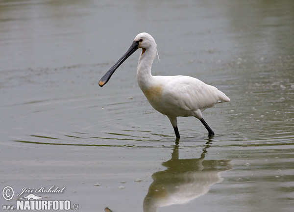 Platalea leucorodia