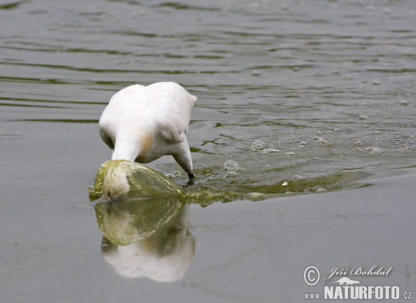 Platalea leucorodia