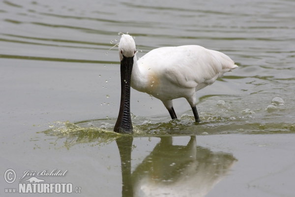 Platalea leucorodia