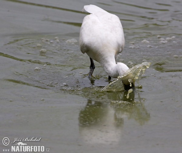 Platalea leucorodia