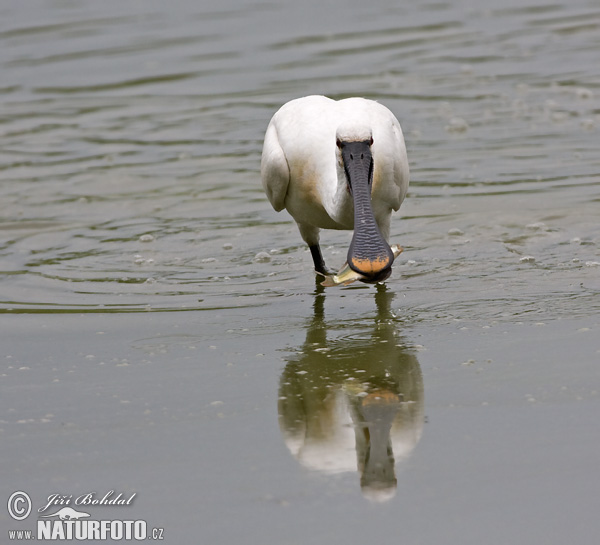 Platalea leucorodia