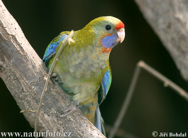 Platycercus flaveolus adelaidae