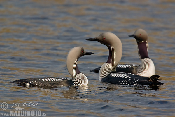 Plongeon arctique