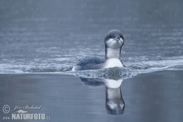 Plongeon arctique