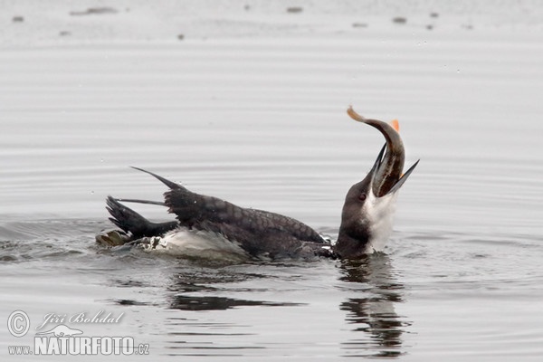 Plongeon arctique