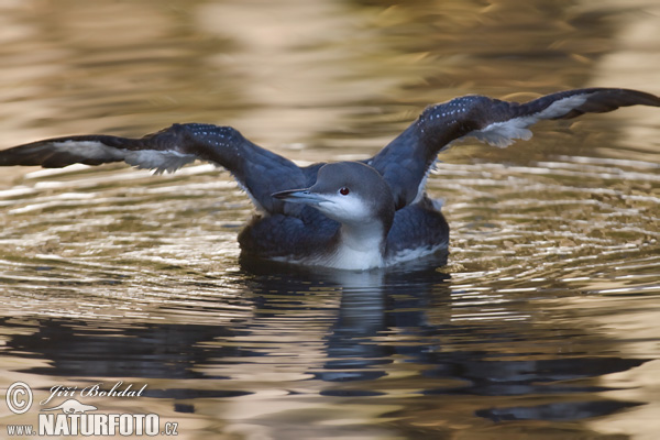 Plongeon arctique