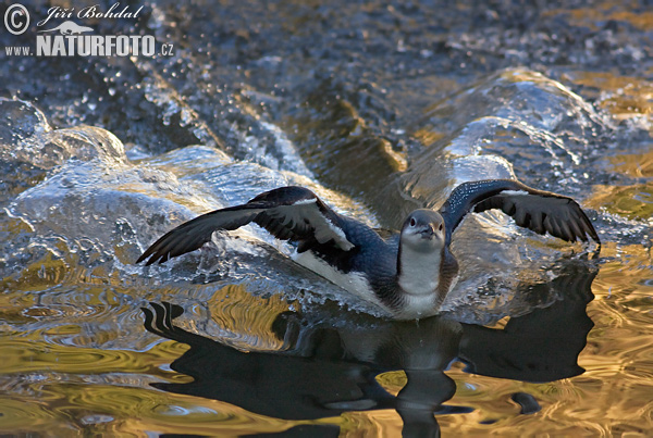 Plongeon arctique