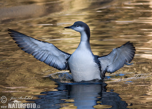 Plongeon arctique