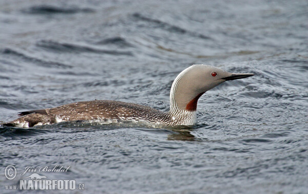 Plongeon catmarin