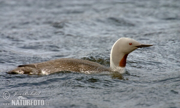 Plongeon catmarin