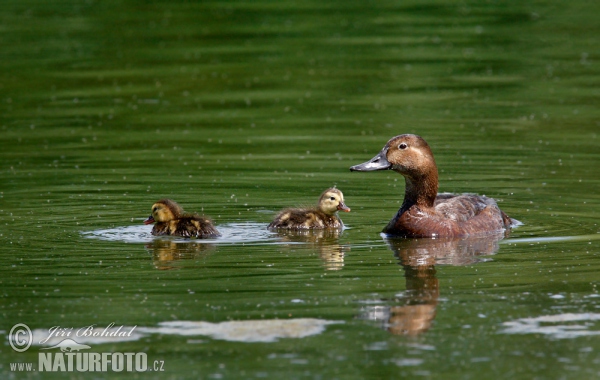 Pochard (Aythya ferina)