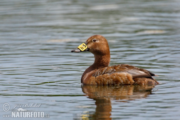 Pochard (Aythya ferina)