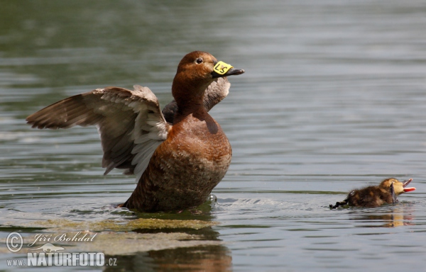 Pochard (Aythya ferina)