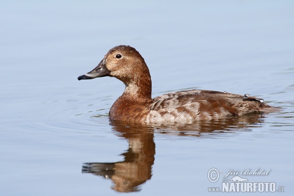 Pochard (Aythya ferina)