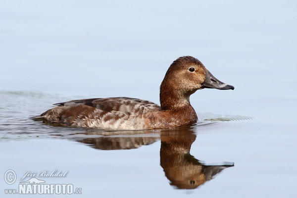 Pochard (Aythya ferina)