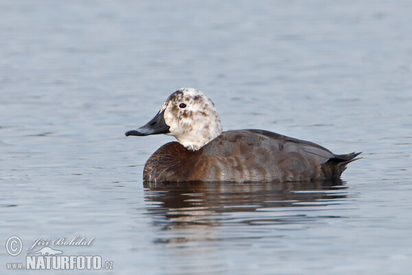 Pochard (Aythya ferina)