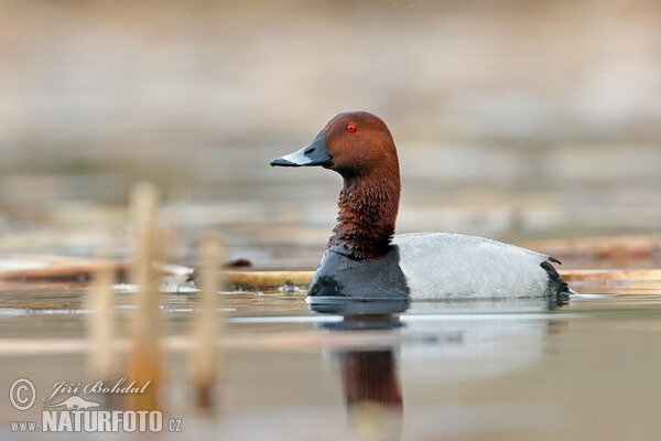 Pochard (Aythya ferina)