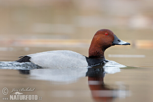 Pochard (Aythya ferina)