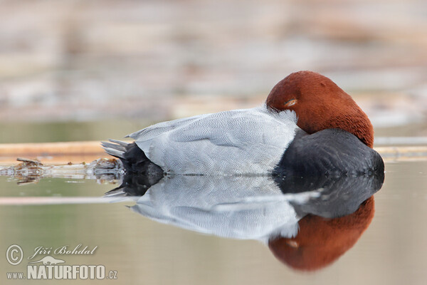 Pochard (Aythya ferina)