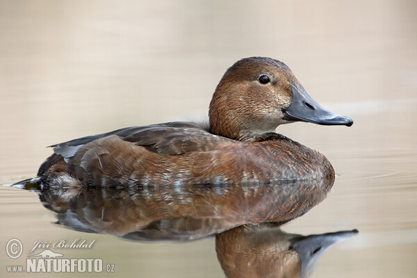 Pochard (Aythya ferina)