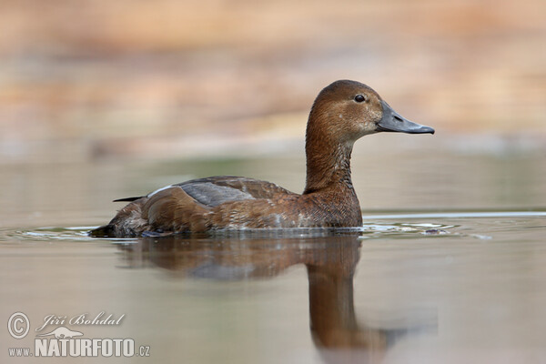 Pochard (Aythya ferina)