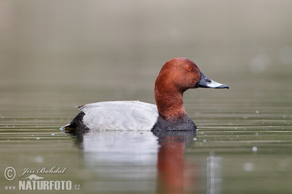 Pochard (Aythya ferina)