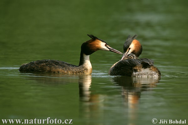 Podiceps cristatus