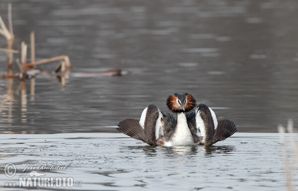 Podiceps cristatus