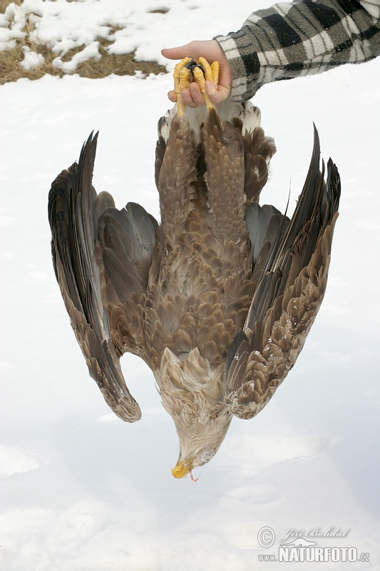 Poisoned White-tailed Eagle (Haliaeetus albicilla)