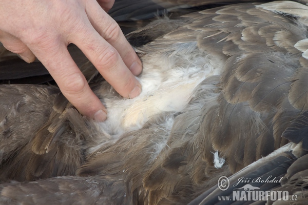 Poisoned White-tailed Eagle (Haliaeetus albicilla)