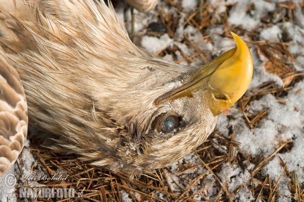 Poisoned White-tailed Eagle (Haliaeetus albicilla)