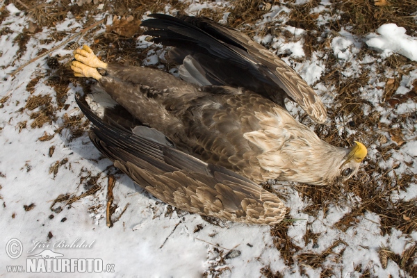 Poisoned White-tailed Eagle (Haliaeetus albicilla)