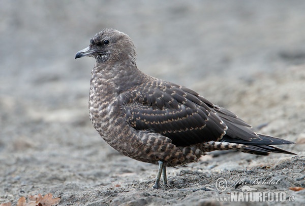 Pomarine Skua (Stercorarius pomarinus)