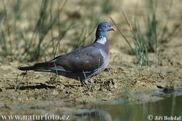 Porumbel gulerat