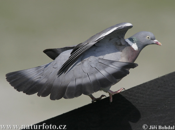 Porumbel gulerat