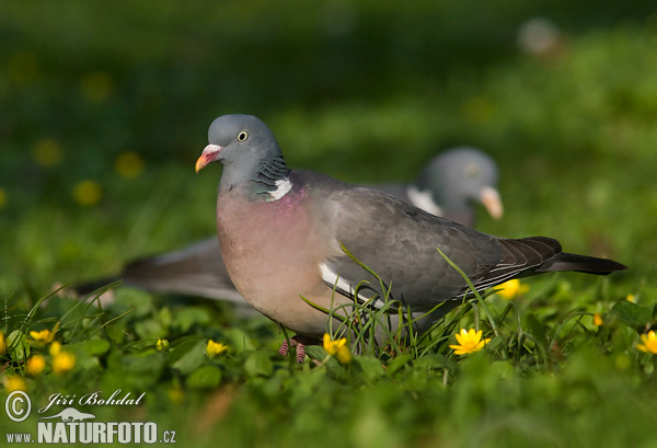 Porumbel gulerat