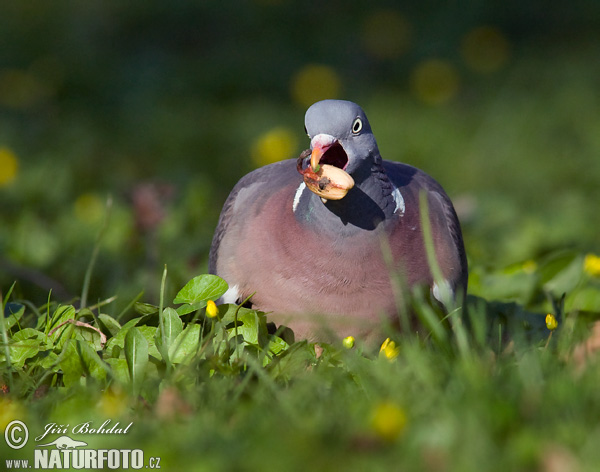 Porumbel gulerat