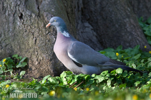 Porumbel gulerat