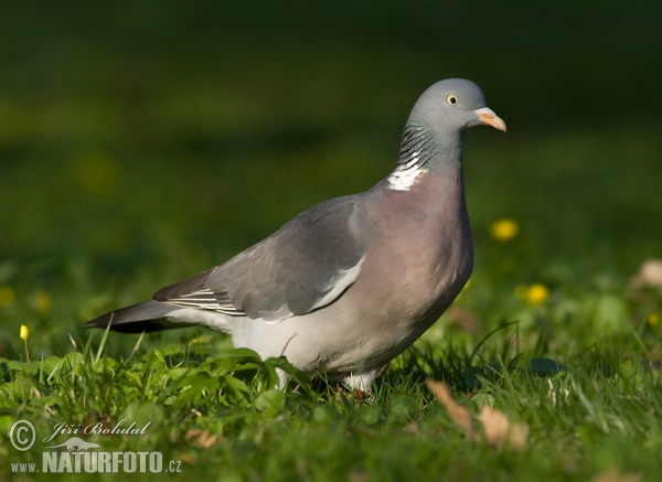 Porumbel gulerat