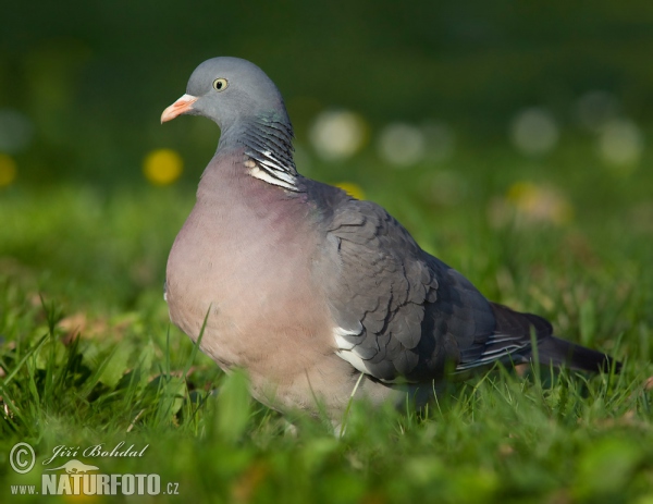 Porumbel gulerat