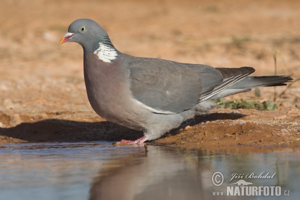 Porumbel gulerat