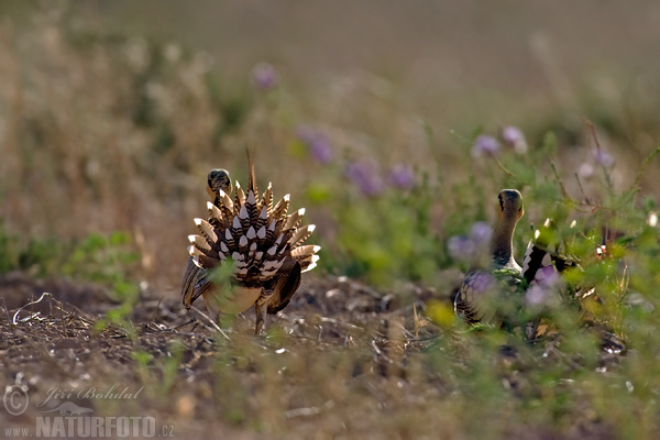 Pterocles alchata